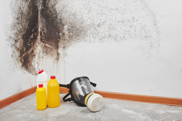 Best Mold Removal Near Me  in Albion, IL