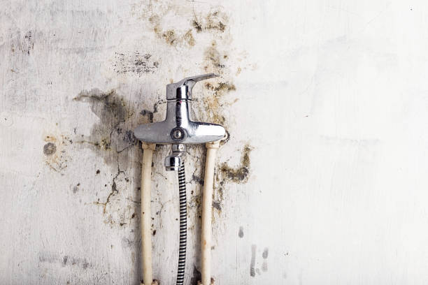 Best Emergency Mold Removal  in Albion, IL