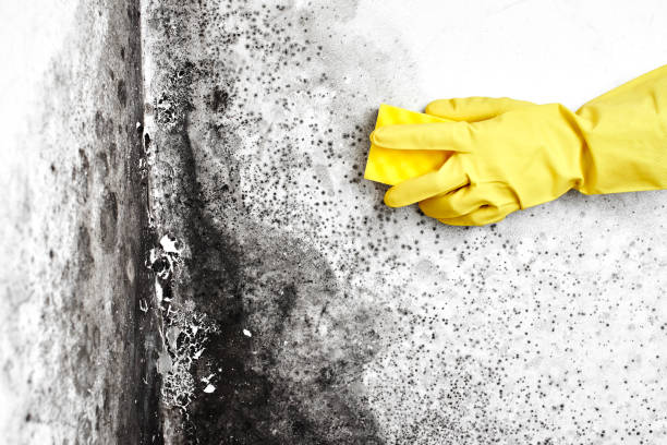 Best Crawl Space Mold Removal  in Albion, IL
