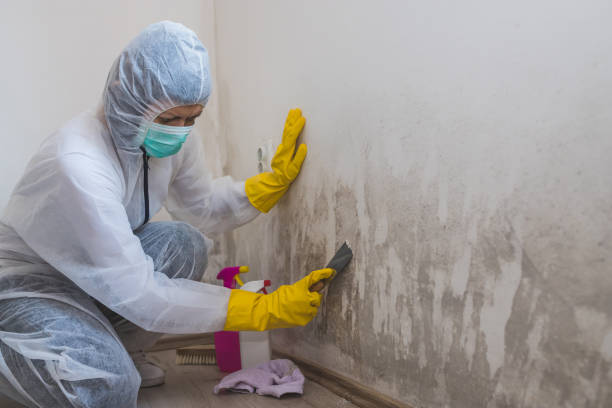Best Mold Remediation Experts  in Albion, IL
