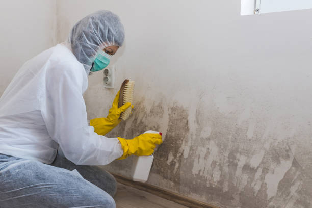 Best Office Mold Removal Services  in Albion, IL