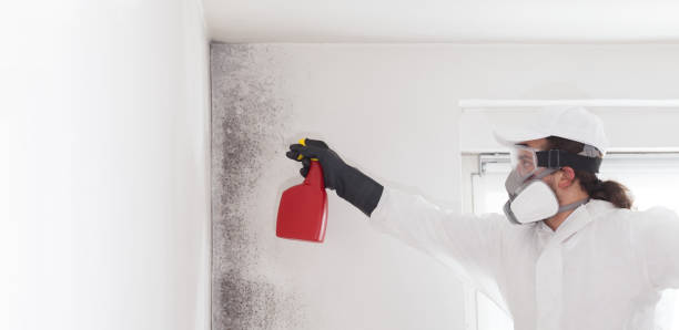 Best Attic Mold Removal  in Albion, IL