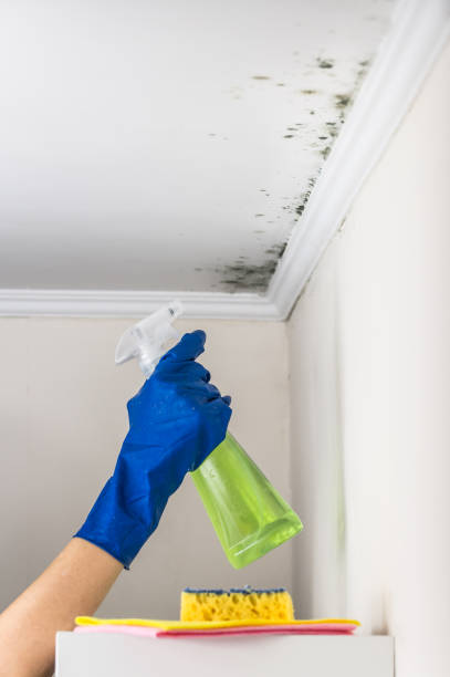 Best Local Mold Removal Service  in Albion, IL