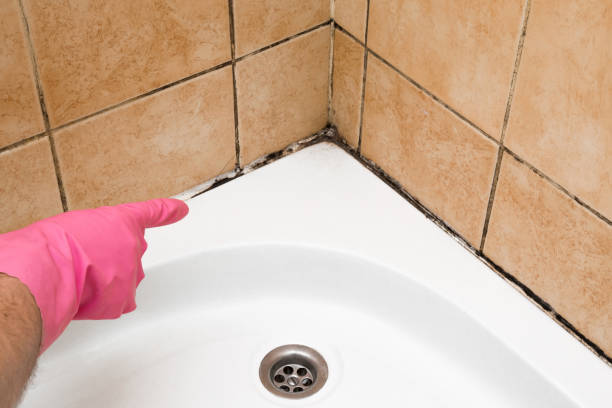 Best Residential Mold Removal  in Albion, IL