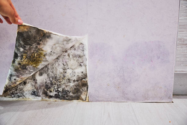 Best Water Damage Restoration  in Albion, IL